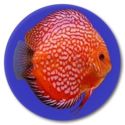 Red Stone Dragon Discus Fish - 3-3.5 inch